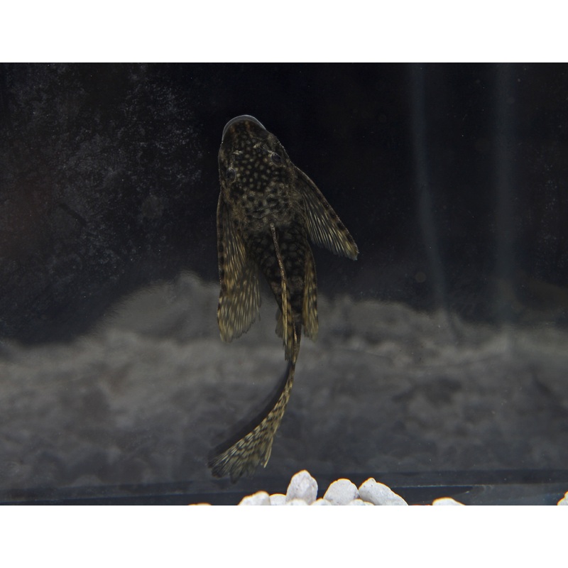 Longfin Ancistrus