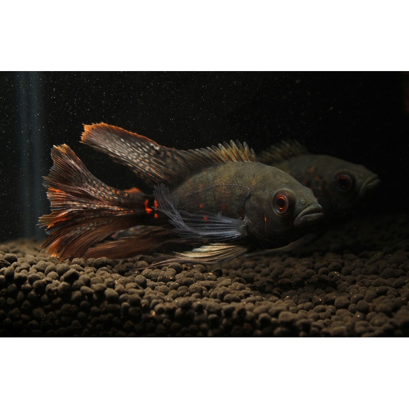 Longfin Oscar Cichlid