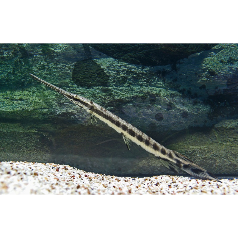 Longnose Gar