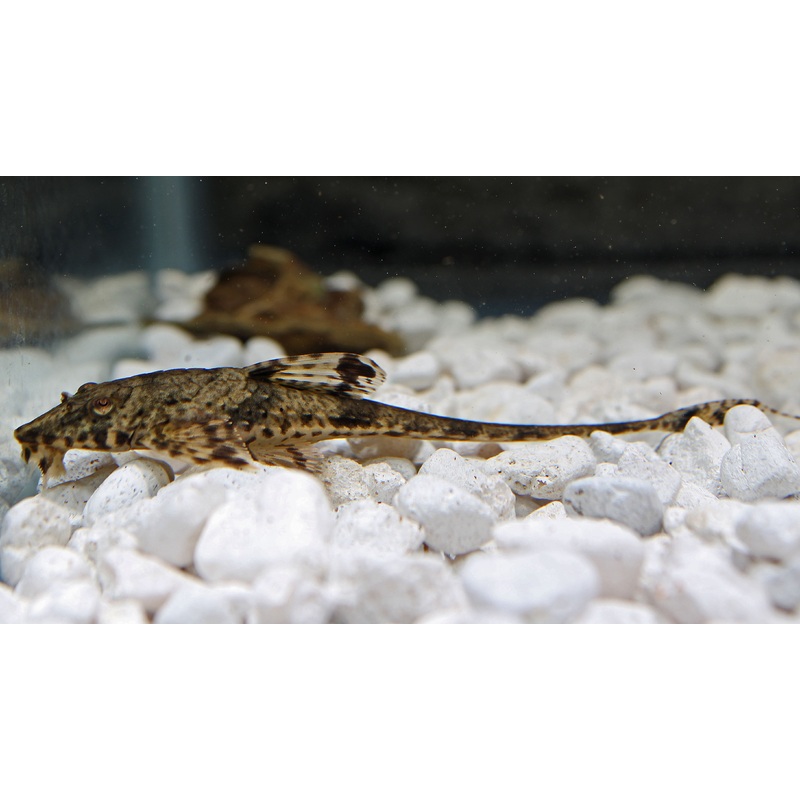 Loricaria Whiptail Catfish