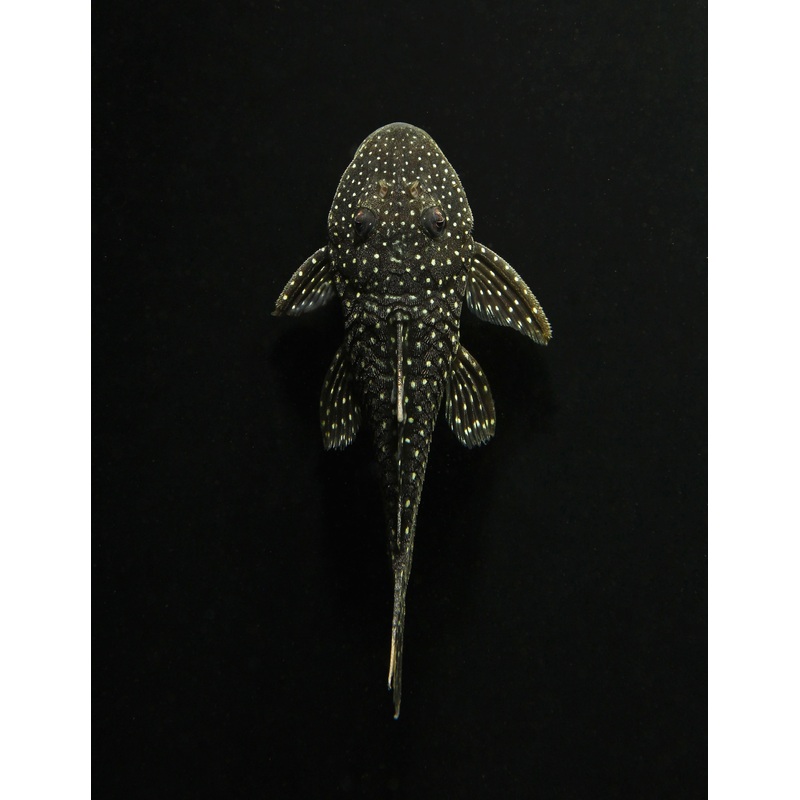 Lot Spot Plecostomus L67