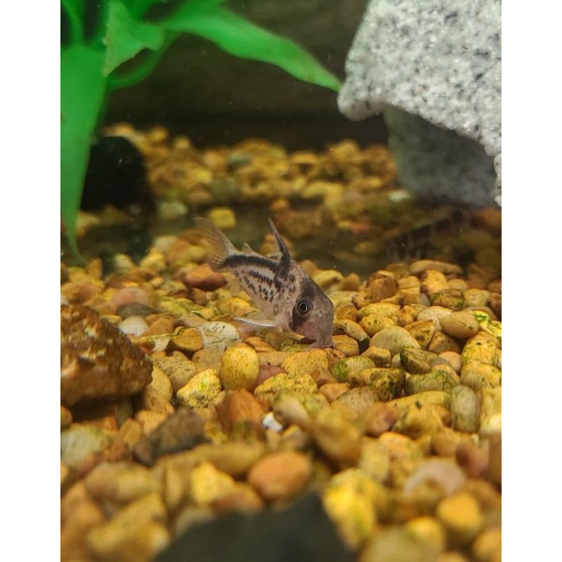 loxozonus Corydoras Catfish