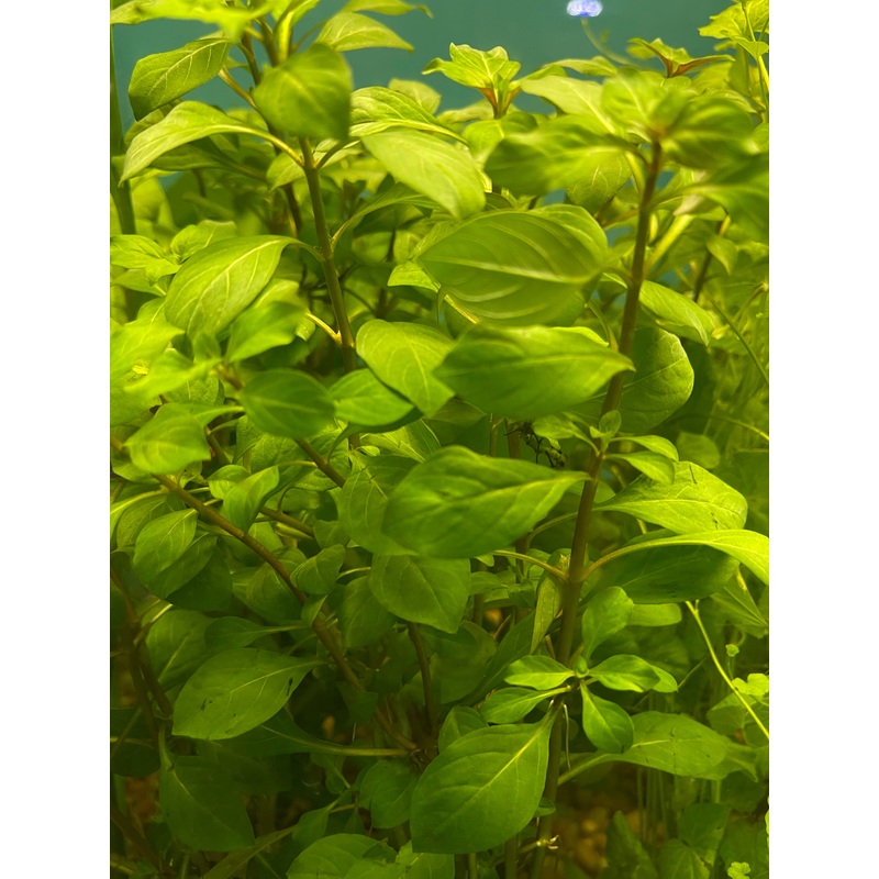 Ludwigia