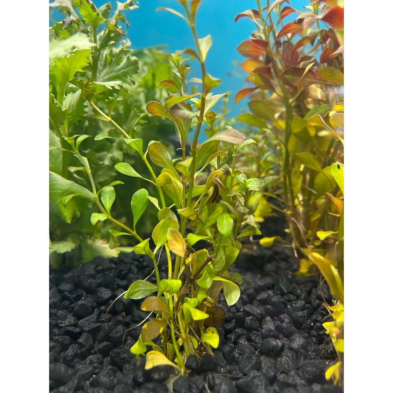 Ludwigia Arcuata "Brevipes"