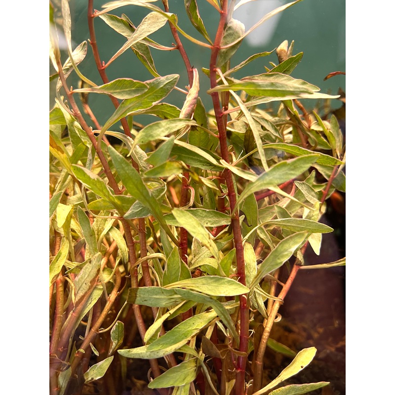 Ludwigia White