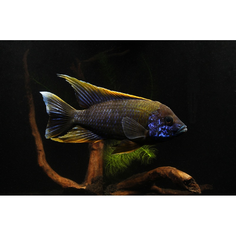 Lwanda Peacock Cichlid