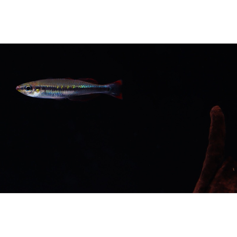 Madagascar Rainbow