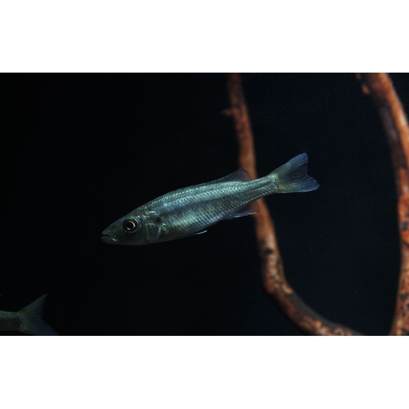 Malawi Barracuda Cichlid