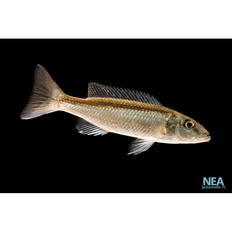 Malawi Trout Cichlid