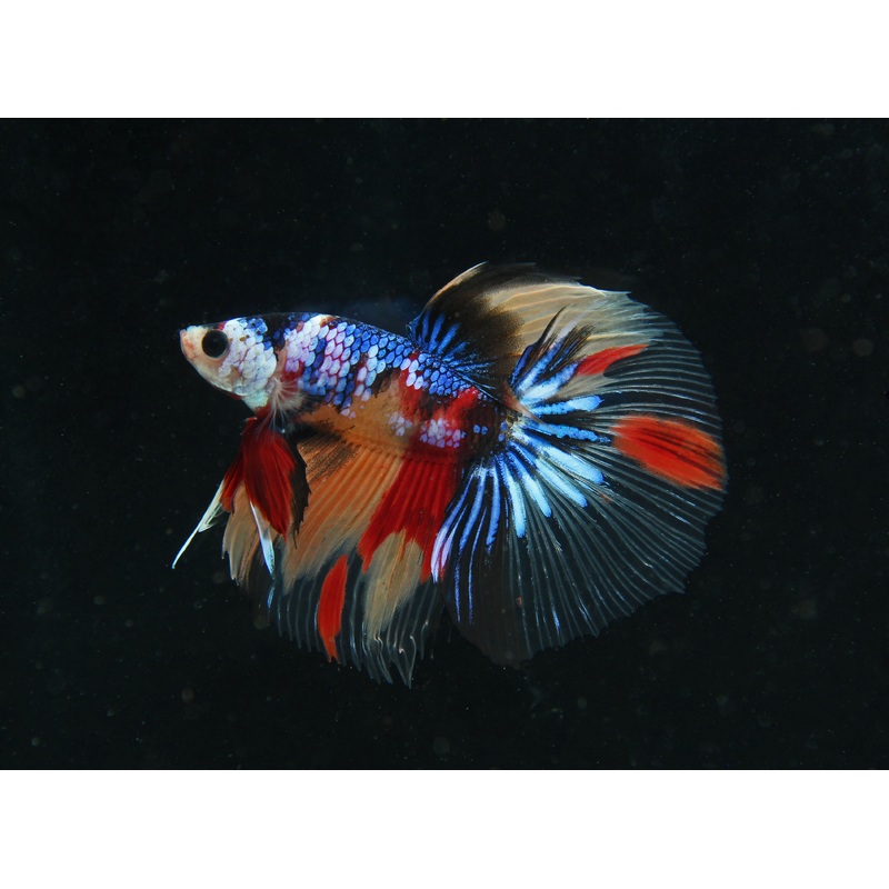 Male Super Delta Betta Fish