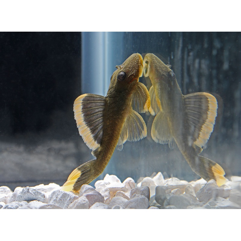 Mango Plecostomus L-047