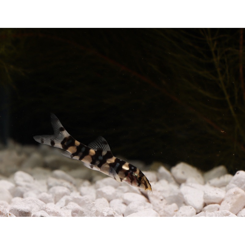 Marble Kubotai Loach