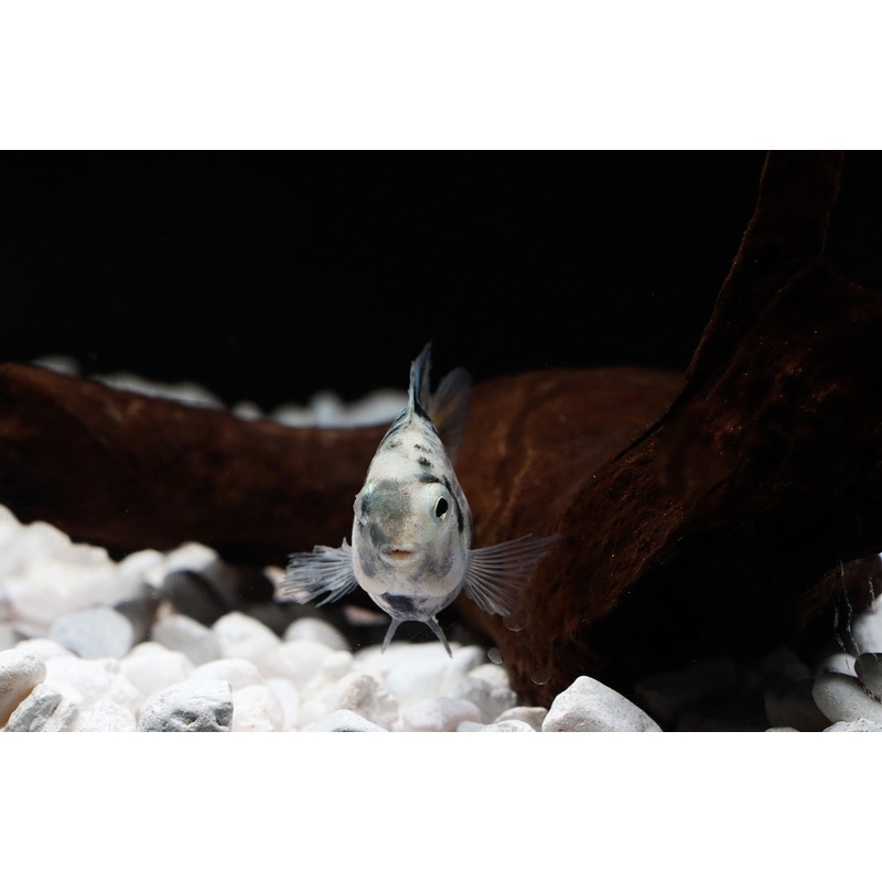 Marbled Kune Parrot Convict Cichlid