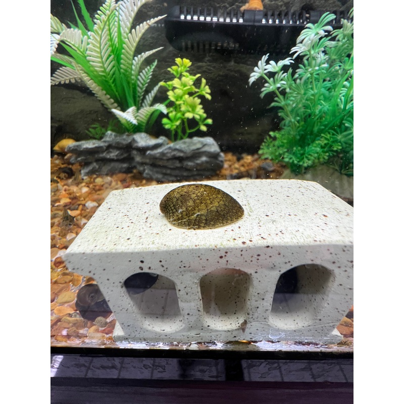 Marbled Limpet Nerite Snail