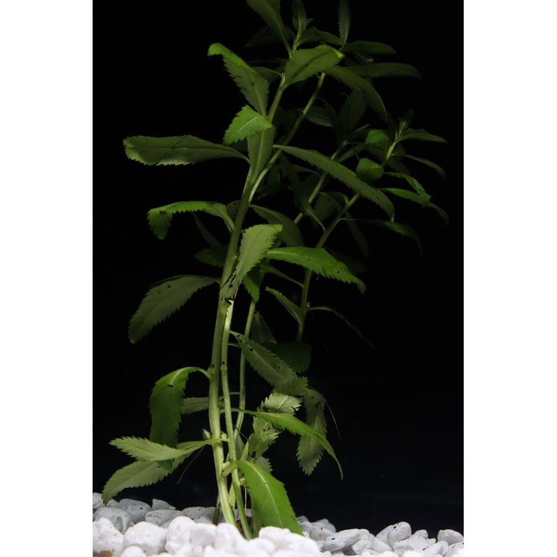 Mermaid Weed