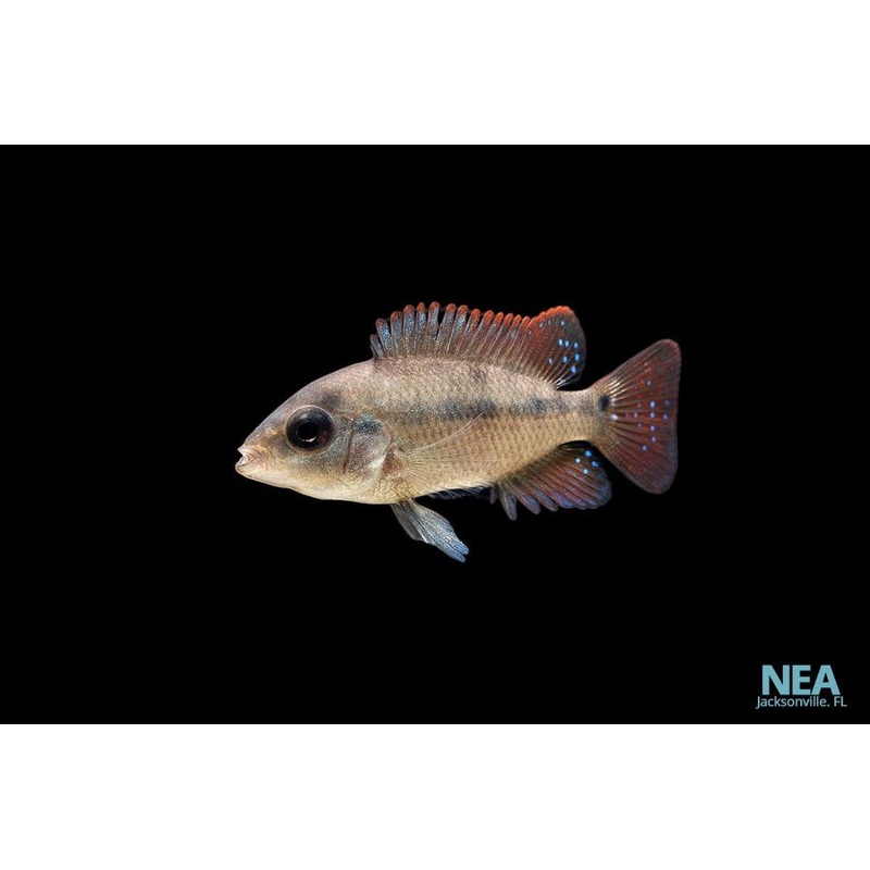 Mesoheros Festae "Red Terror" Cichlid