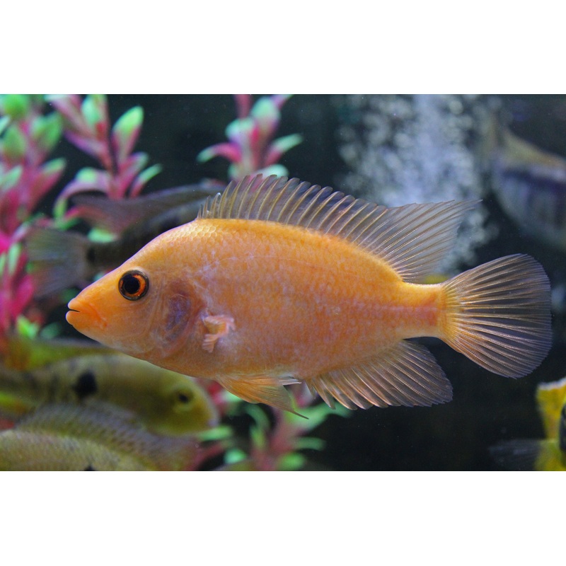 Midas Cichlid