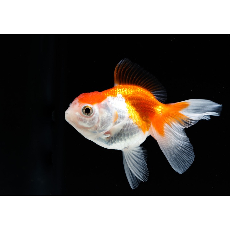 Mix Goldfish
