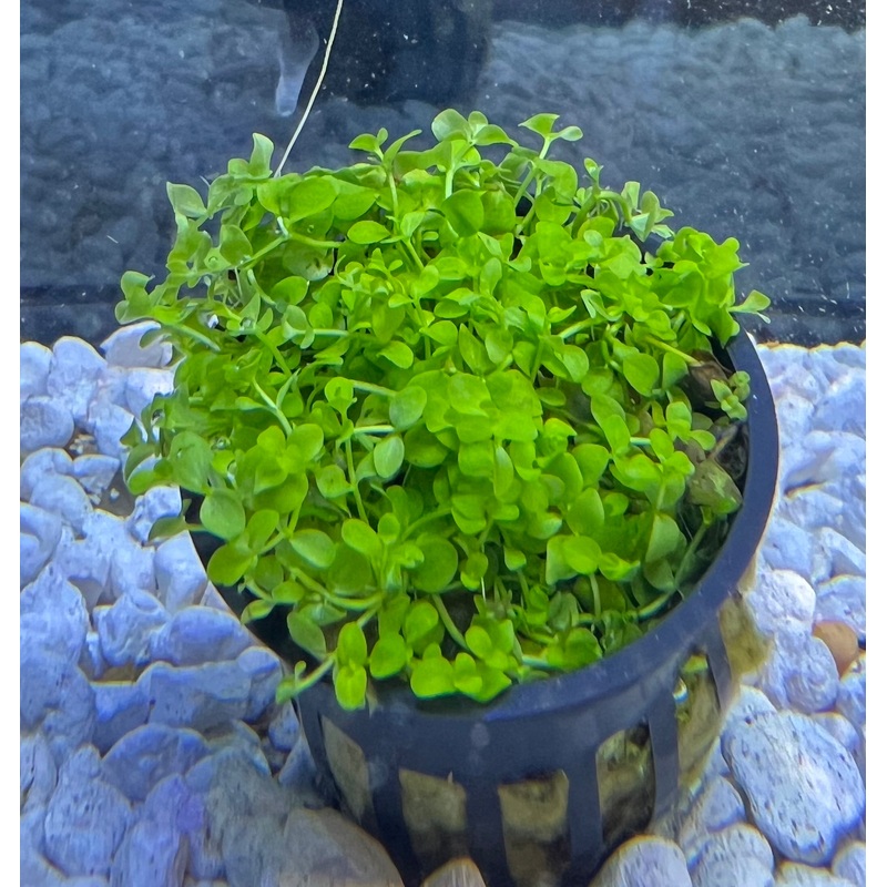 Monte Carlo Potted Plant