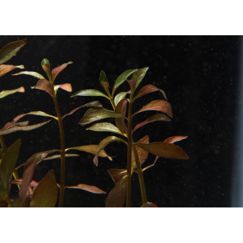 Narrow Leaf Ludwigia