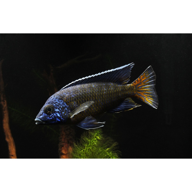 Ngara Flametail Male Show Cichlid