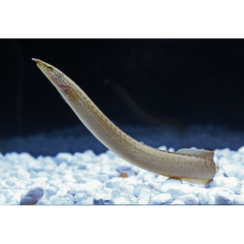 Orange Spotted  Eel
