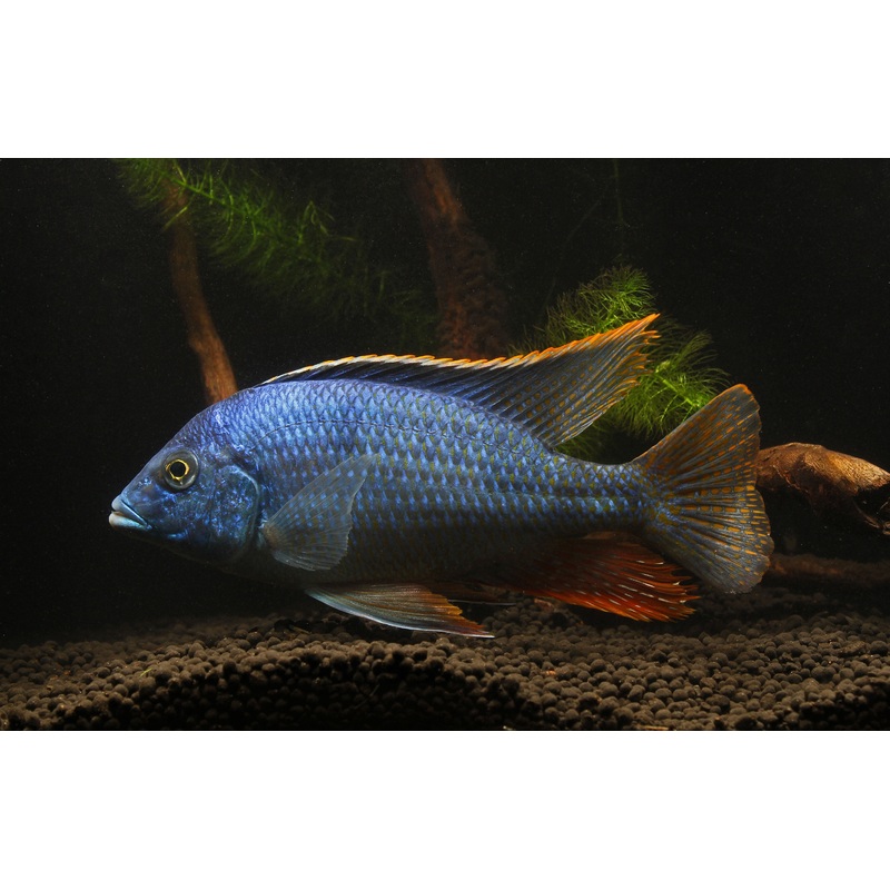Oxyrhyncus Cichlid