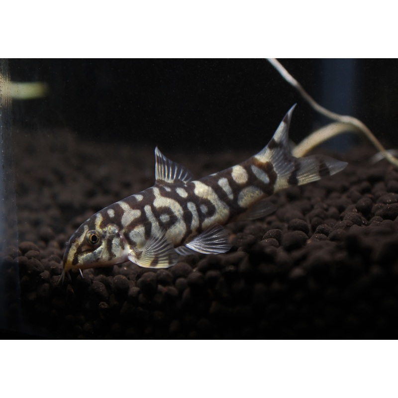 Pakistani Loach