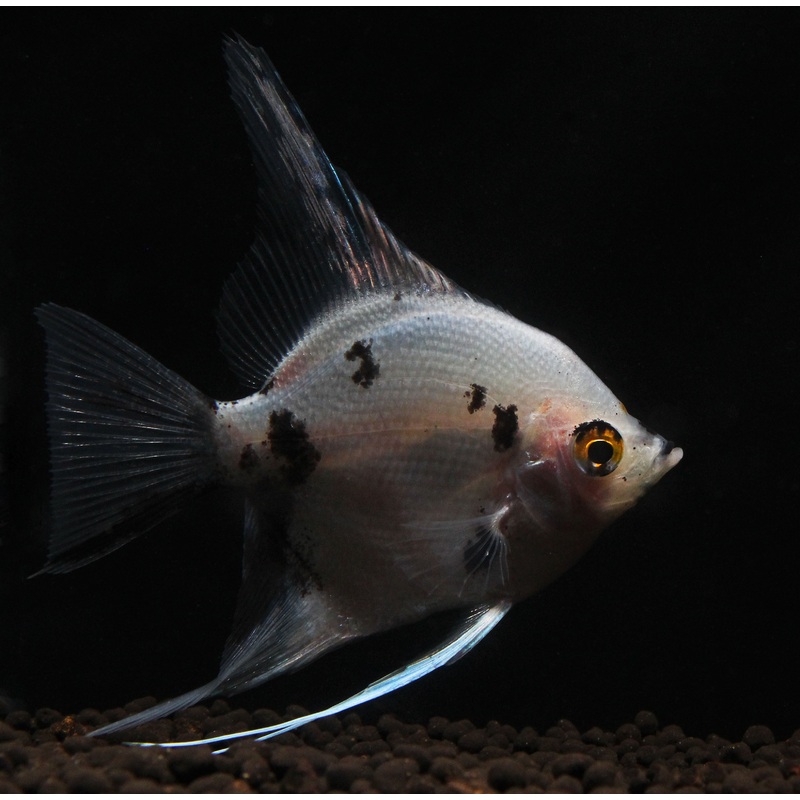 Panda Angelfish