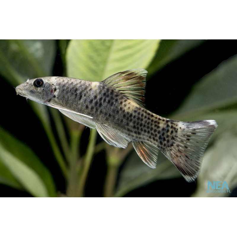 Panda Garra