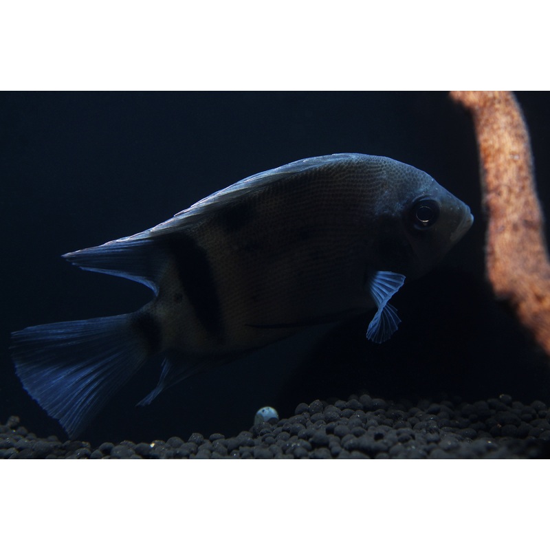 Panda Uaru Cichlid
