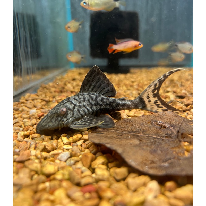 Papa Plecostomus L090