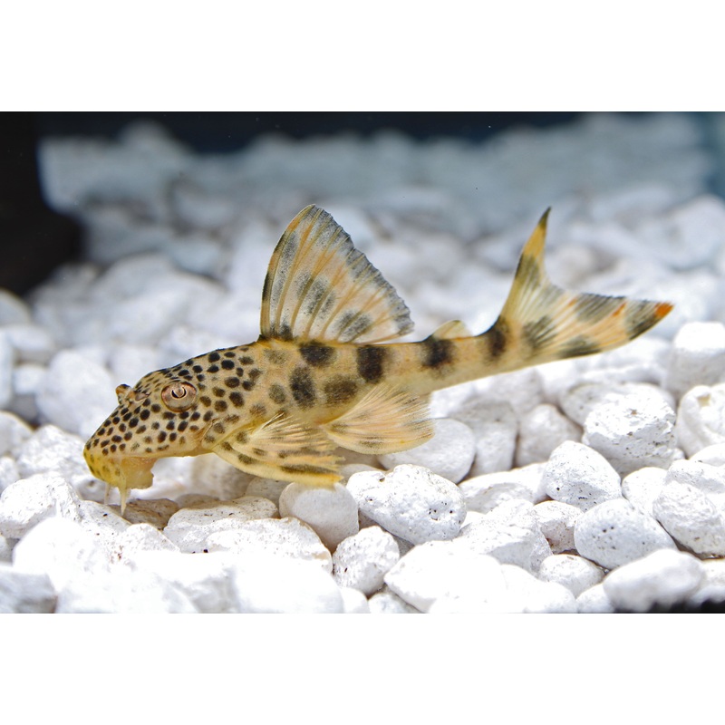 Para Plecostomus L-075