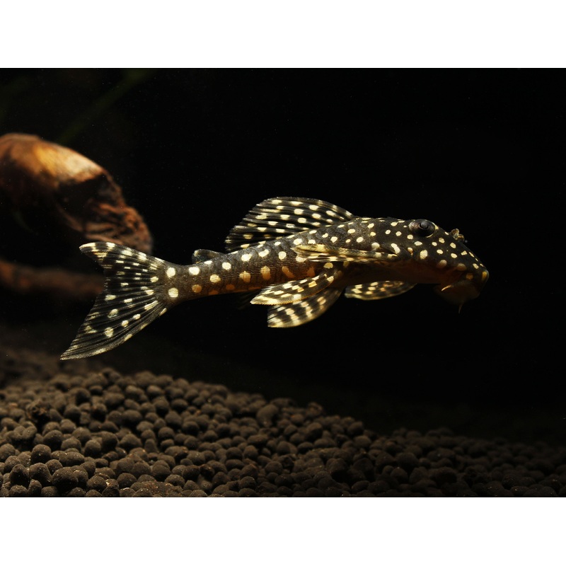 Pario Ancistrus L48