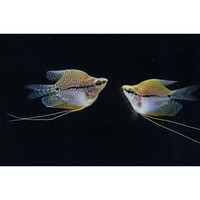 Pearl Balloon Gourami