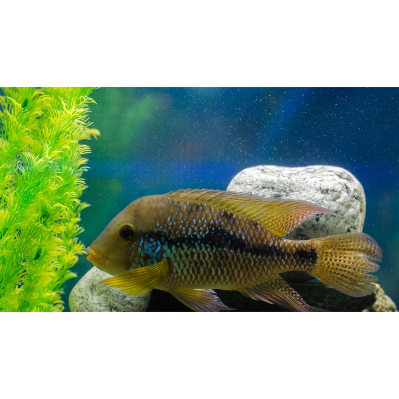 Pearl Cichlid (Geo Braziliensis)
