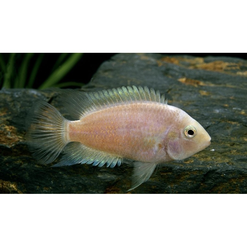 Pearl Convict Cichlid