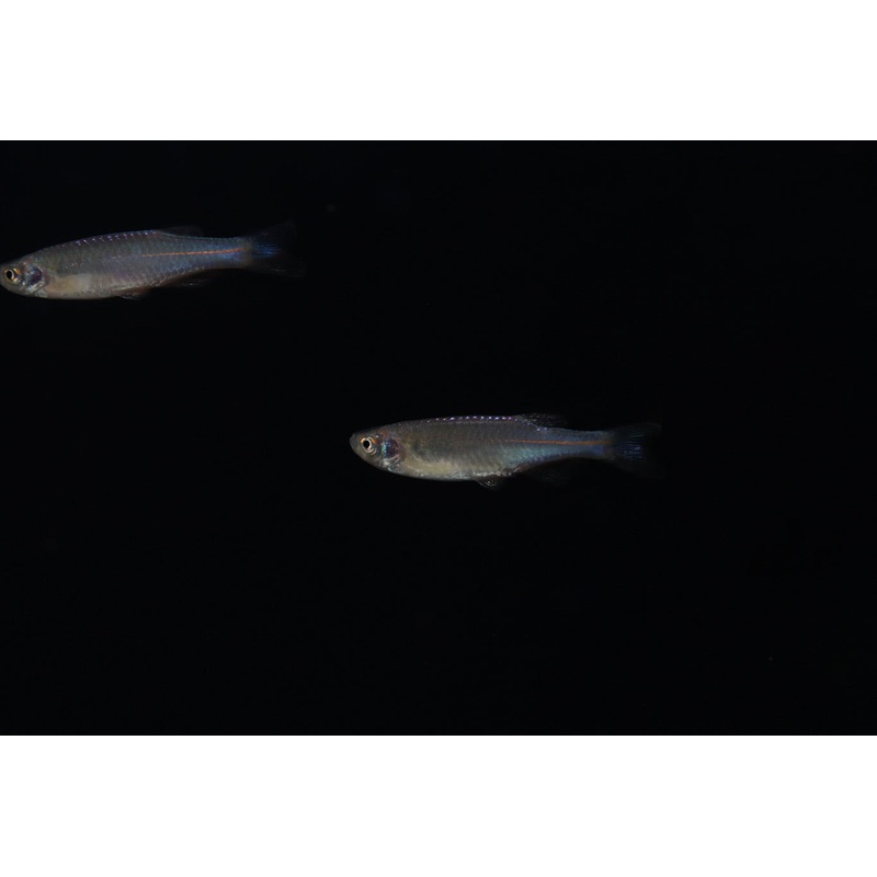 Pearl Danio