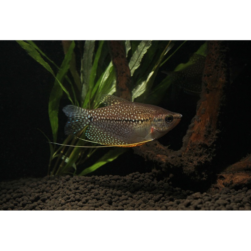 Pearl Gourami