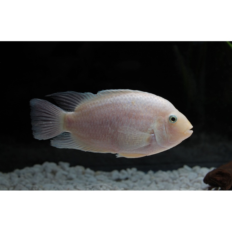 Pearl Honduran Cichlid