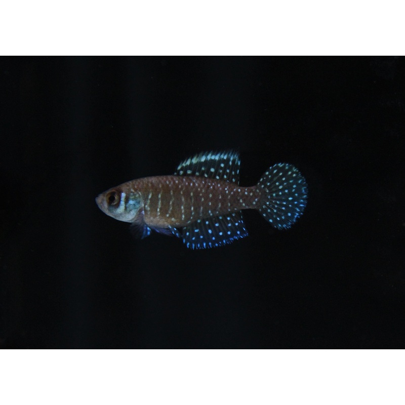 Pearl Killifish PAIR