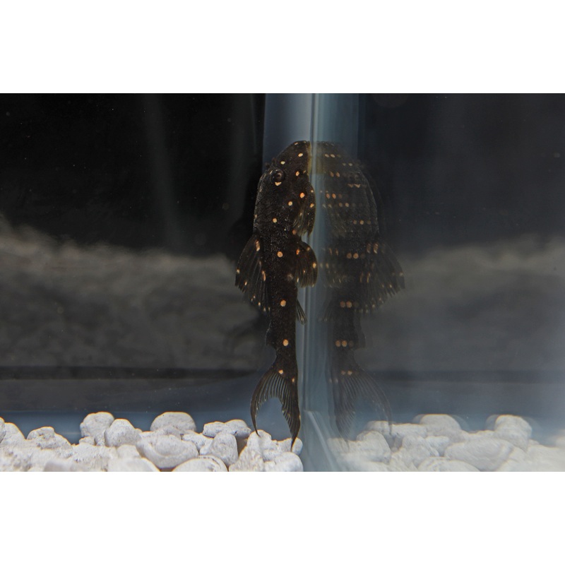Peruvian Galaxy Plecostomus LDA-031