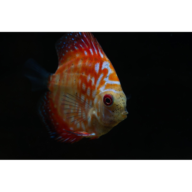 Pigeon Blood Discus