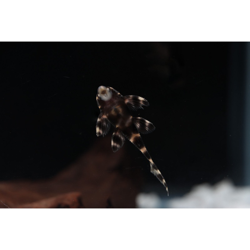 Pin Stripe/Flash Plecostomus - L 204