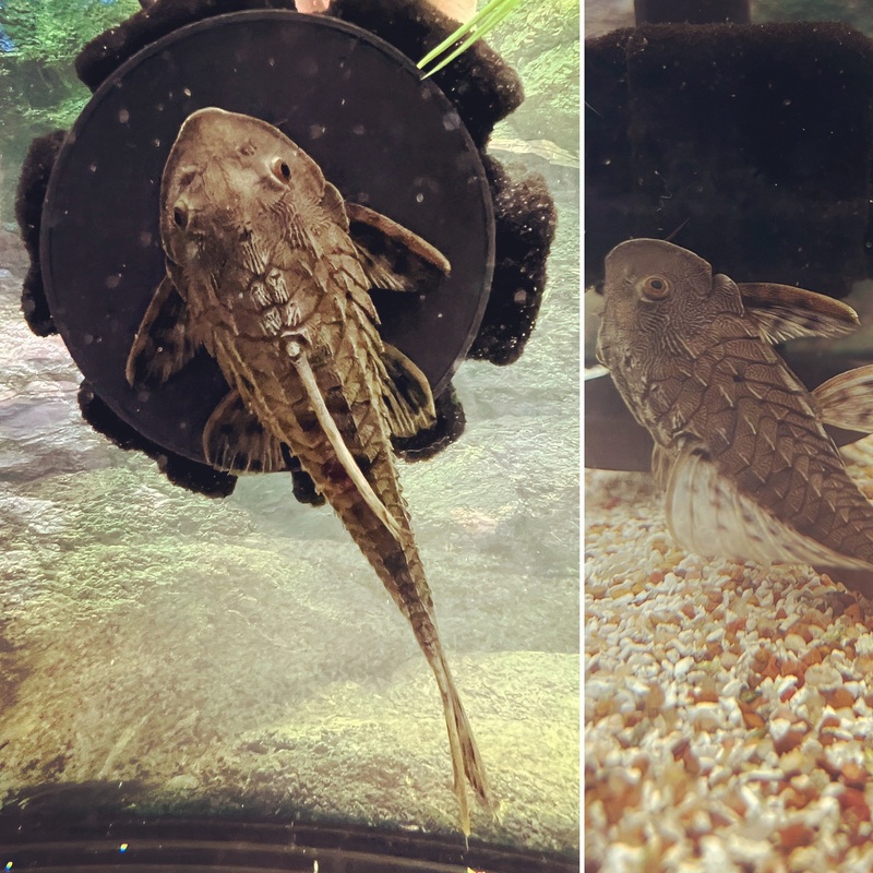 Pinecone L152 Plecostomus