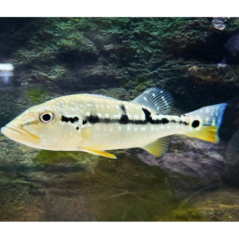 Pinima Peacock Bass