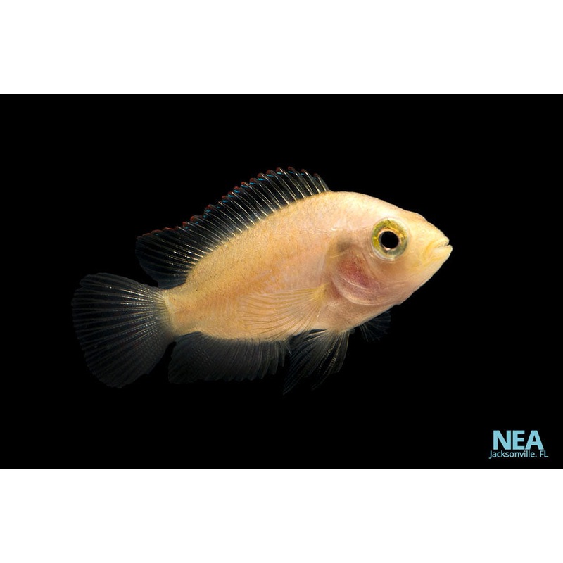 Pink Jack Dempsey