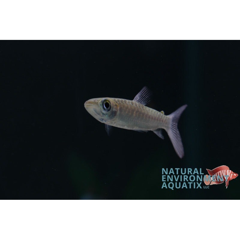 Pink Tail Chalceus