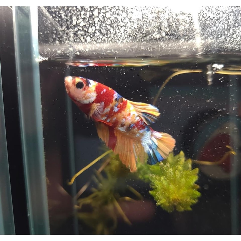 Plakat Galaxy Candy Male Betta Fish