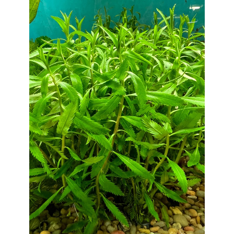 Proserpinaca Palustris